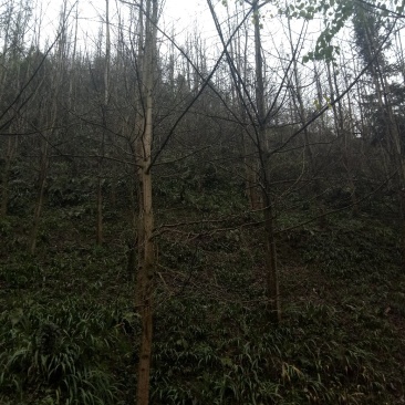 银杏树