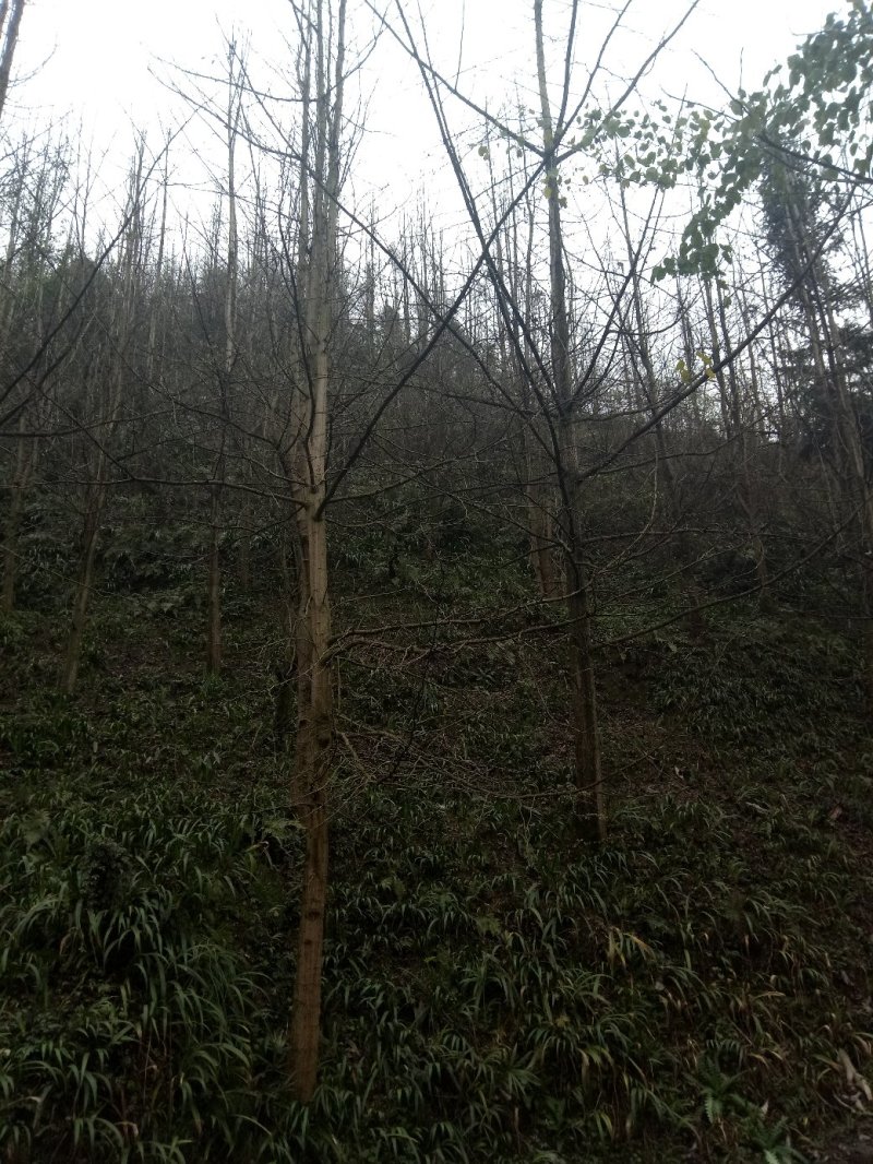 银杏树
