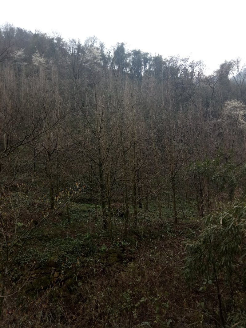银杏树