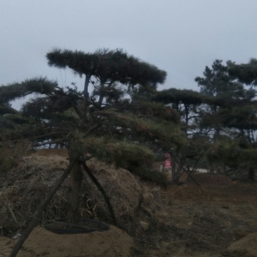 造型松