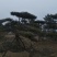造型松