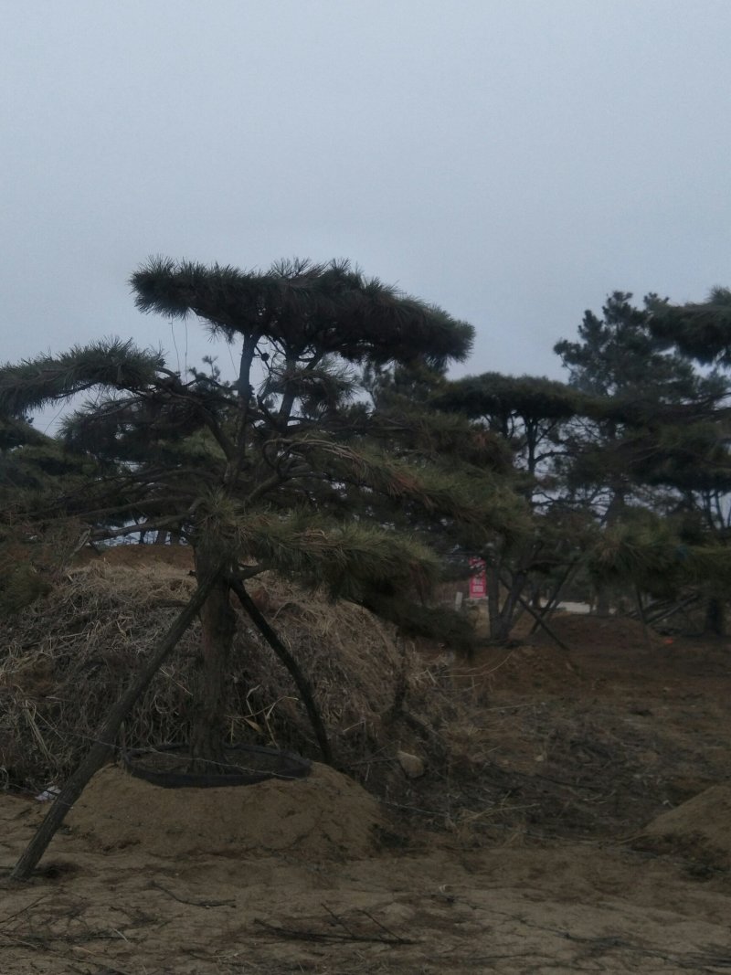 造型松