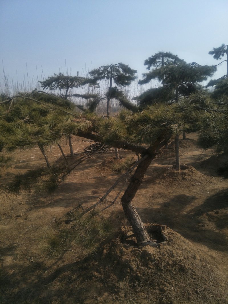 造型松