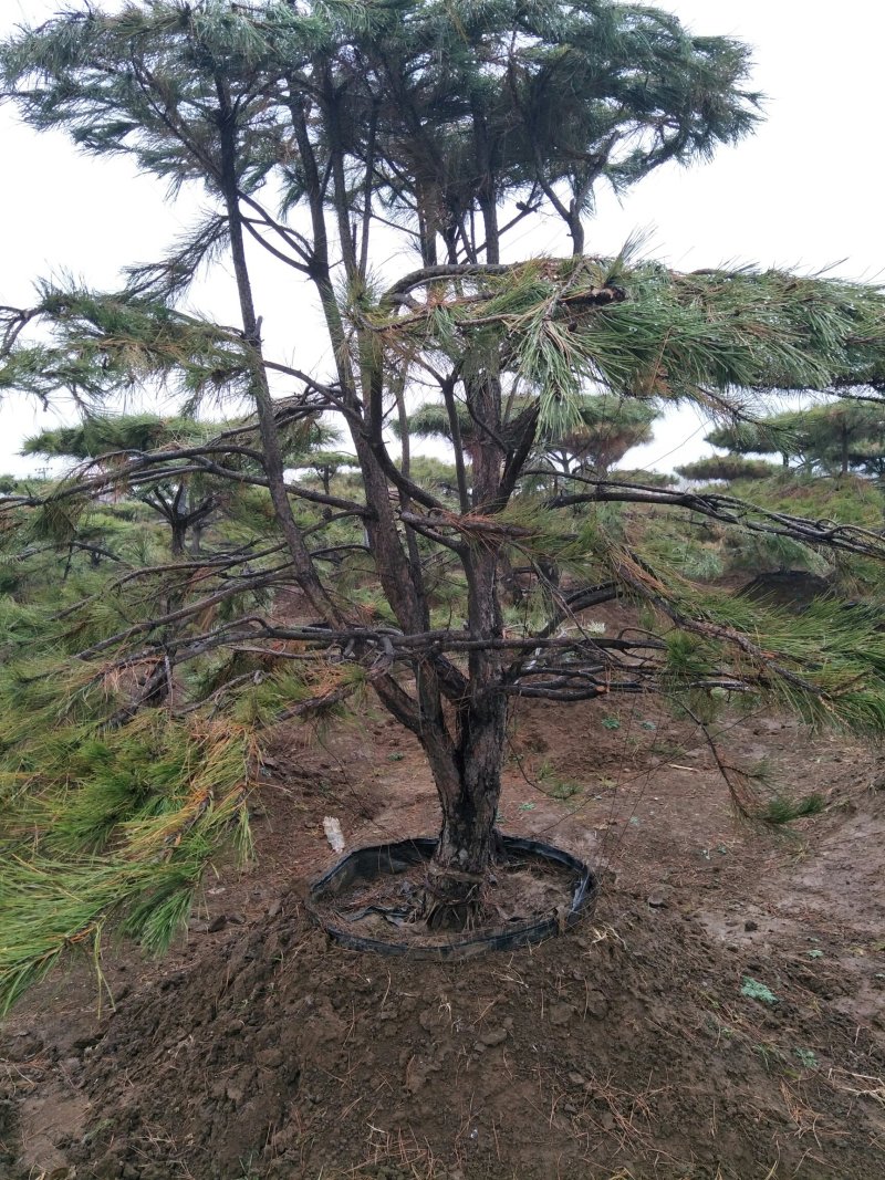 造型松