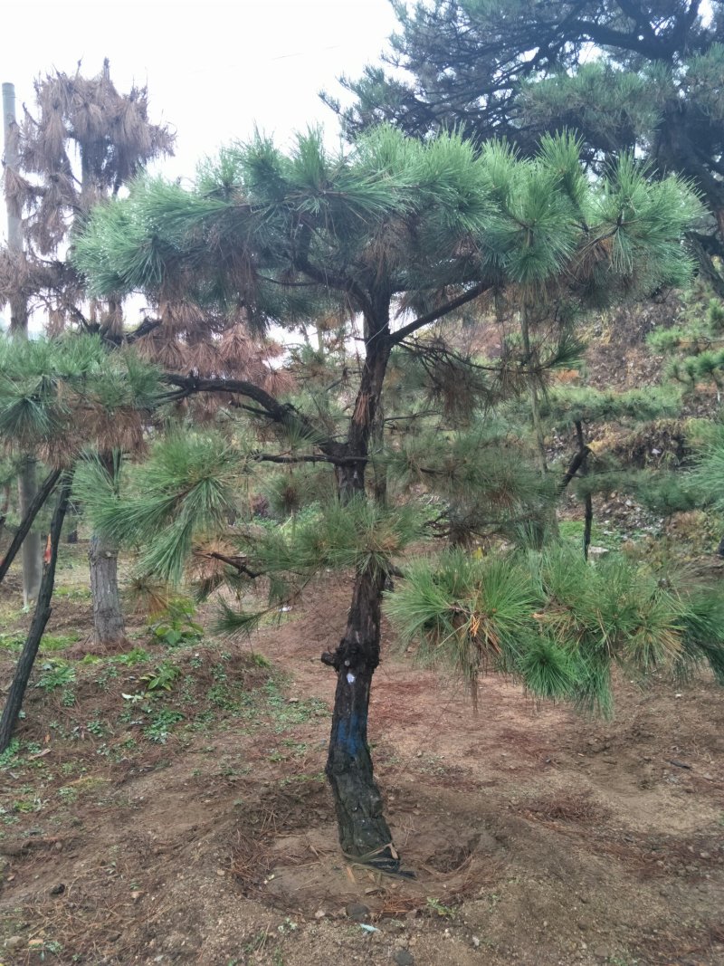 造型松