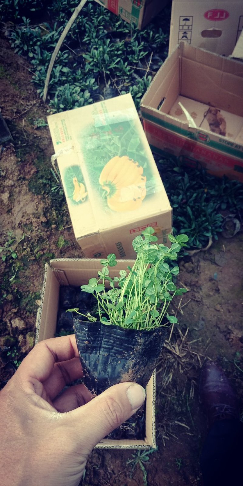 白三叶，三叶草，三叶草杯苗，上盆三叶草，白花三叶草