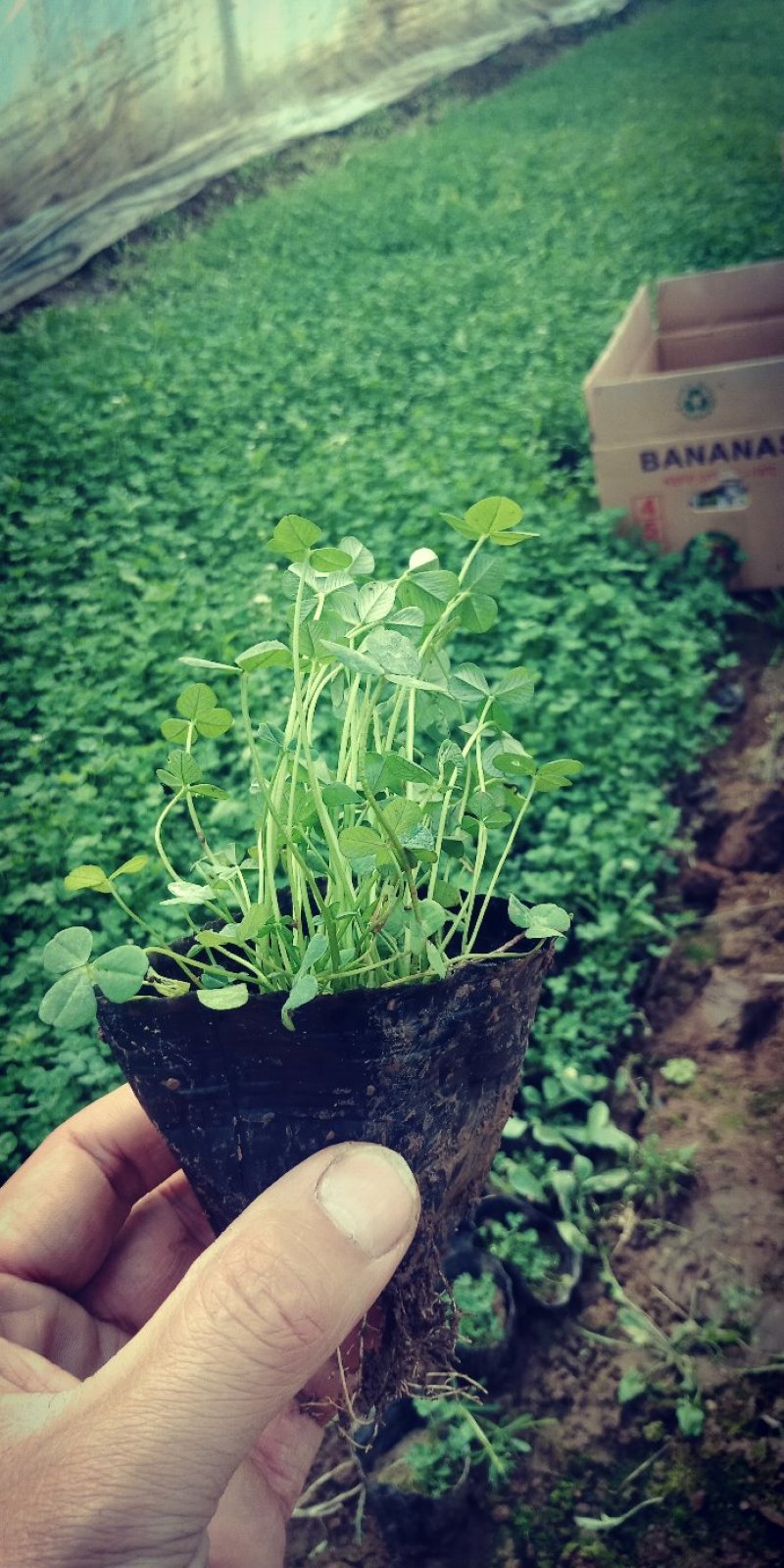 白三叶，三叶草，三叶草杯苗，上盆三叶草，白花三叶草