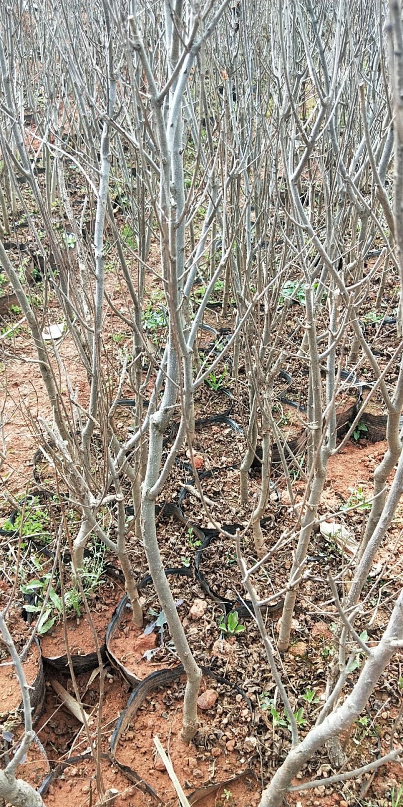 突尼斯软籽石榴树苗免费提供技术指导