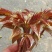 香椿芽大竹香椿芽四川达州大量现货供应全国发货联系电话沟通