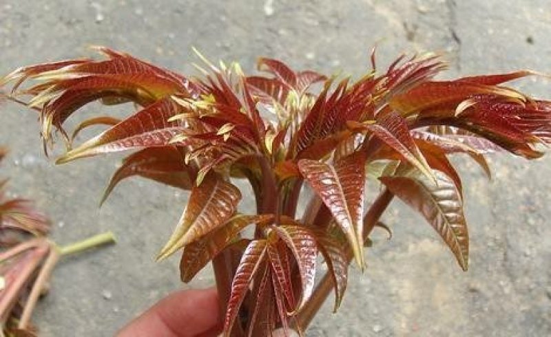 香椿芽大竹香椿芽四川达州大量现货供应全国发货联系电话沟通