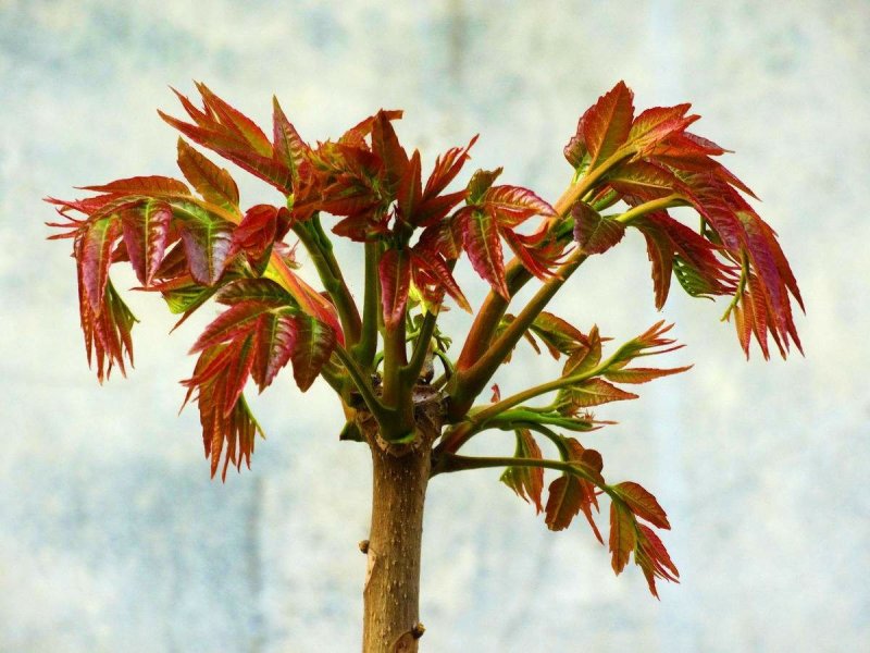 香椿芽大竹香椿芽四川达州大量现货供应全国发货联系电话沟通