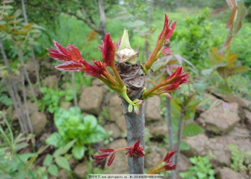 香椿芽大竹香椿芽四川达州大量现货供应全国发货联系电话沟通