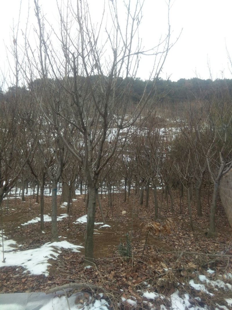 樱花树