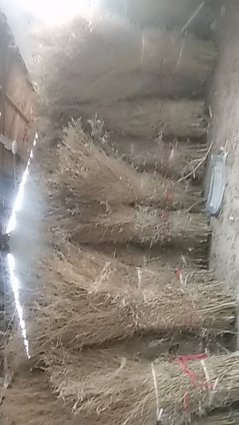 扫帚苗