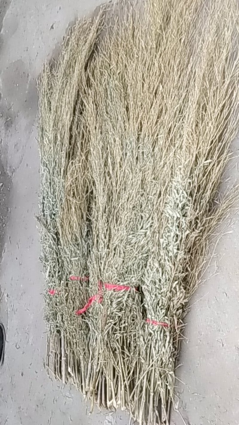 扫帚苗