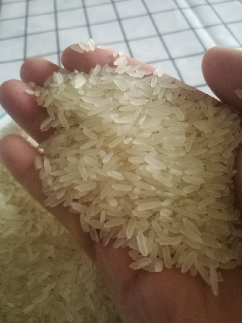 黄花粘米