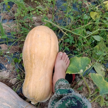 老南瓜