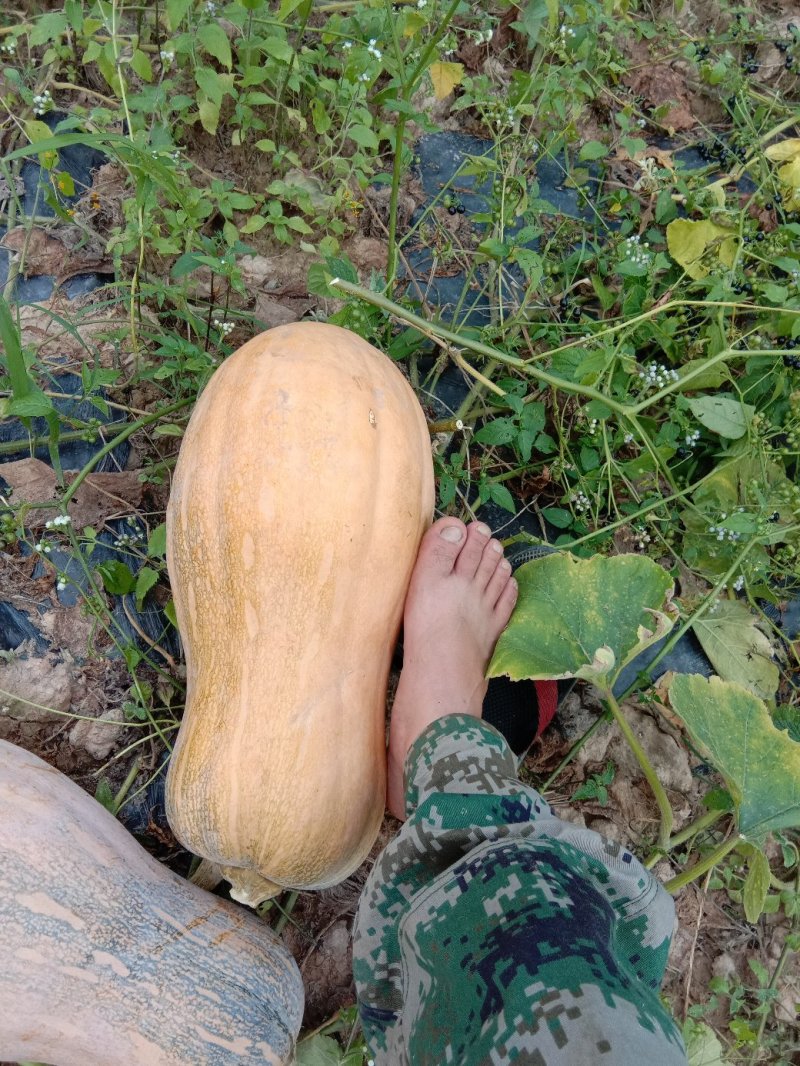 老南瓜