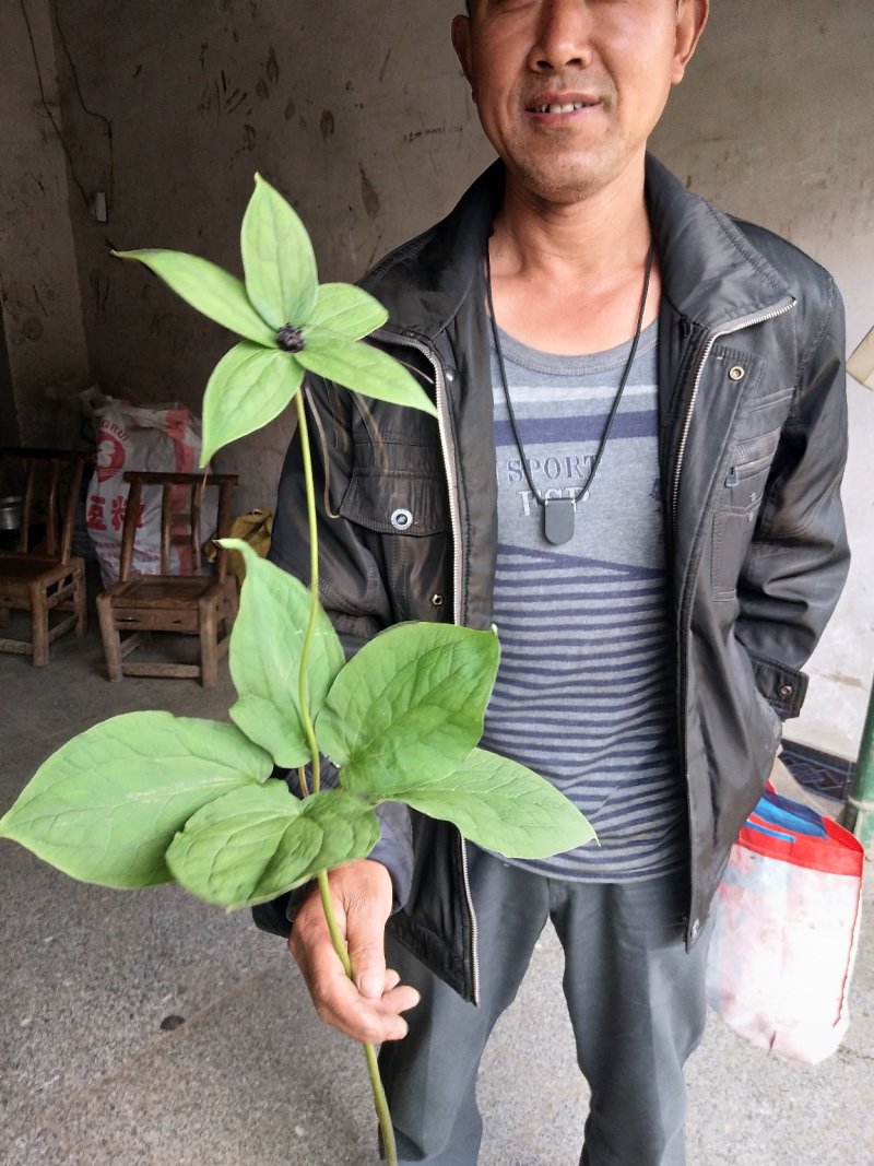 供应药材种苗