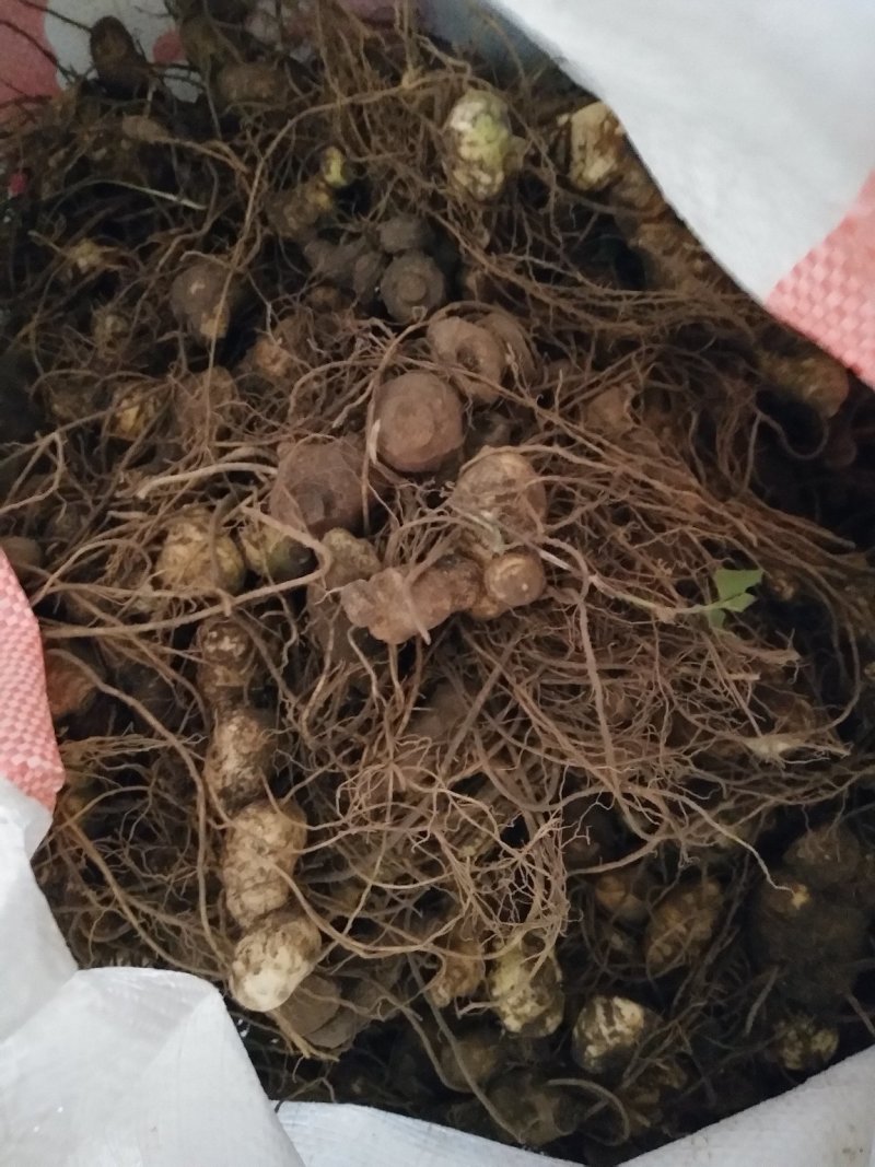 供应药材种苗