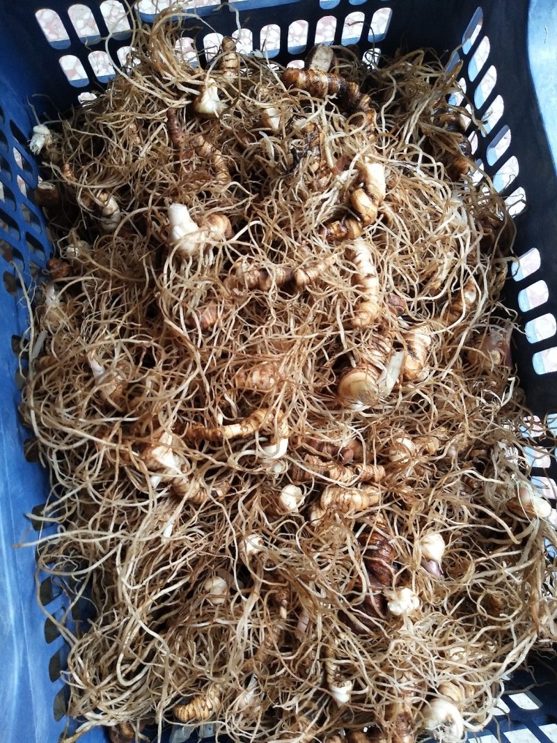 供应药材种苗