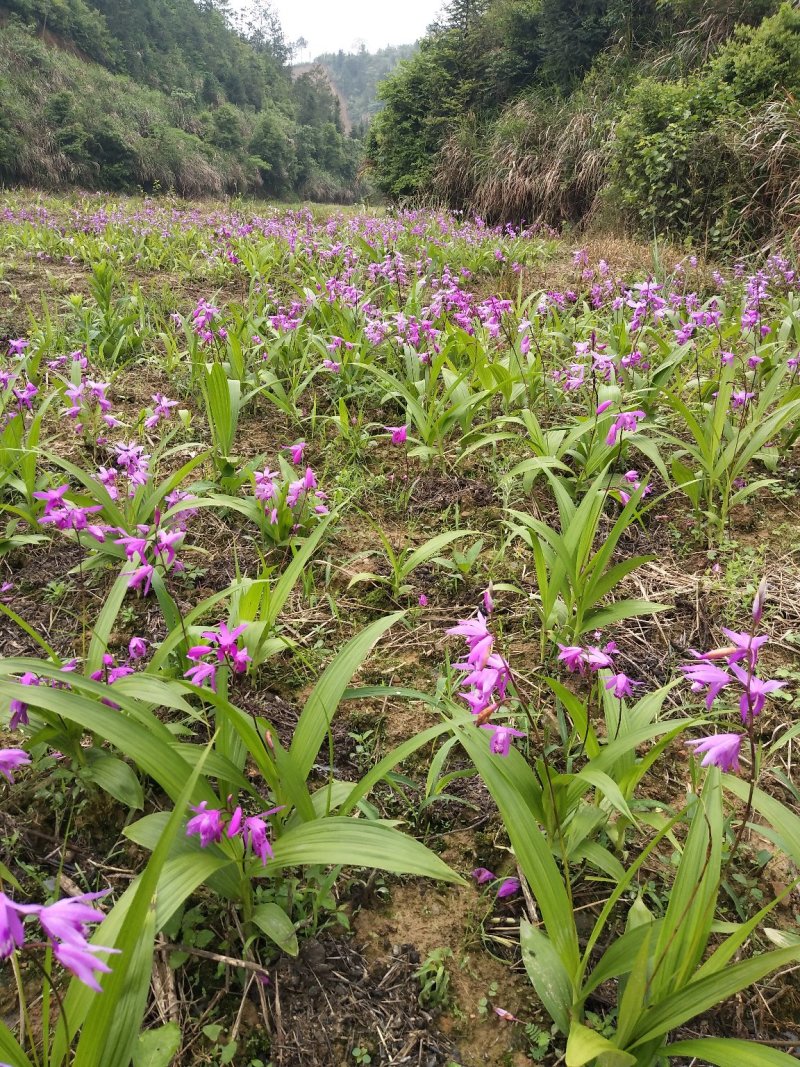 供应药材种苗