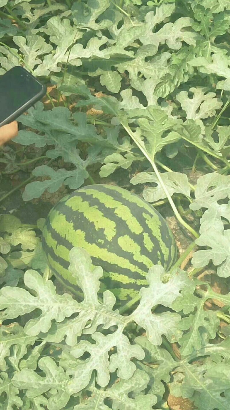 预售，甜王西瓜，双星西瓜大量上市装车物流一条龙服务