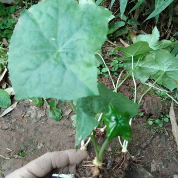 野生大块茎八角莲，种植，药用，都可以。现挖现发货，根须多