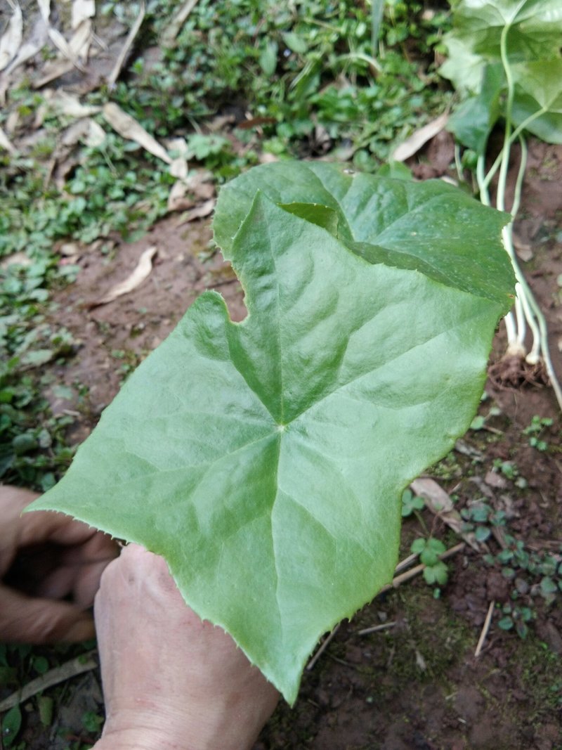 野生大块茎八角莲，种植，药用，都可以。现挖现发货，根须多