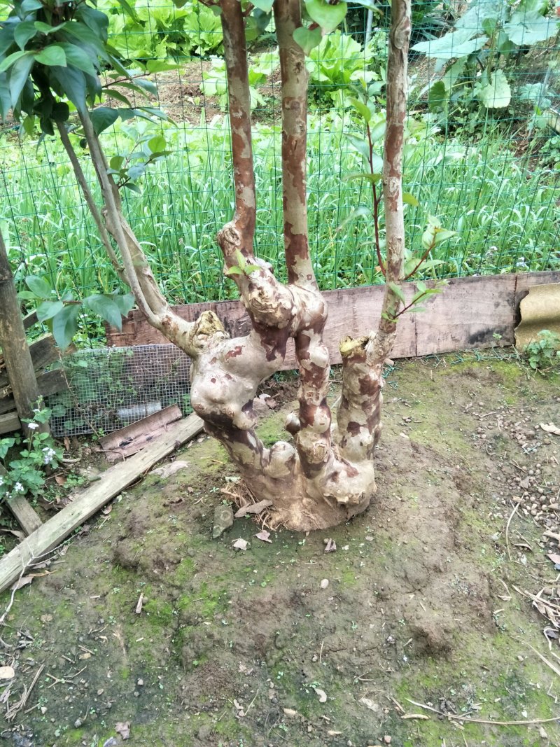 野生紫薇庄。