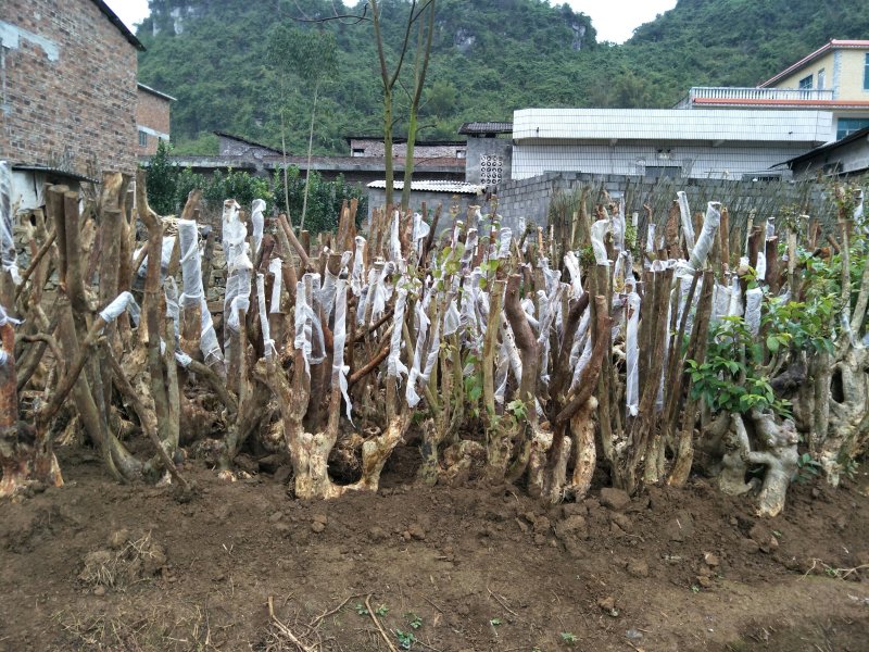 野生紫薇庄。