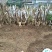 野生紫薇庄。