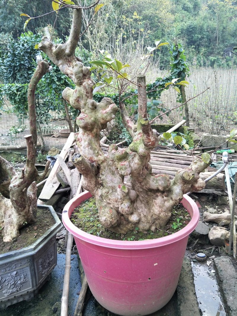 野生紫薇庄。