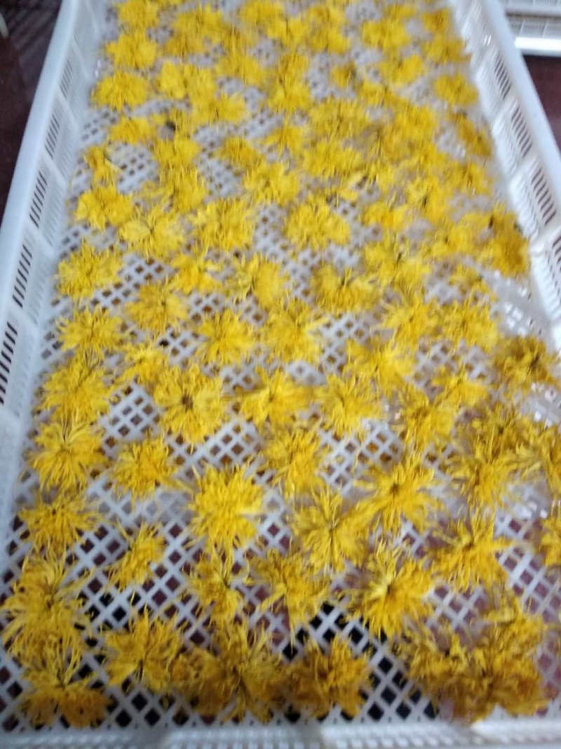 富硒金丝皇菊干