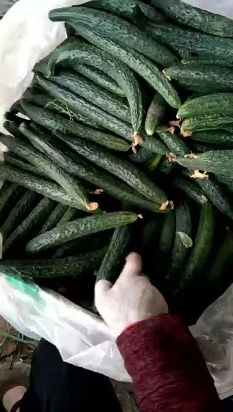夏邑县大棚鲜黄瓜大量上市了，青瓤青肉黑条密刺油亮黄瓜