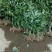 药材种苗
