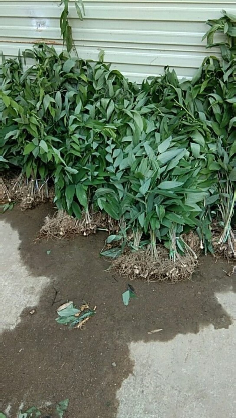 药材种苗