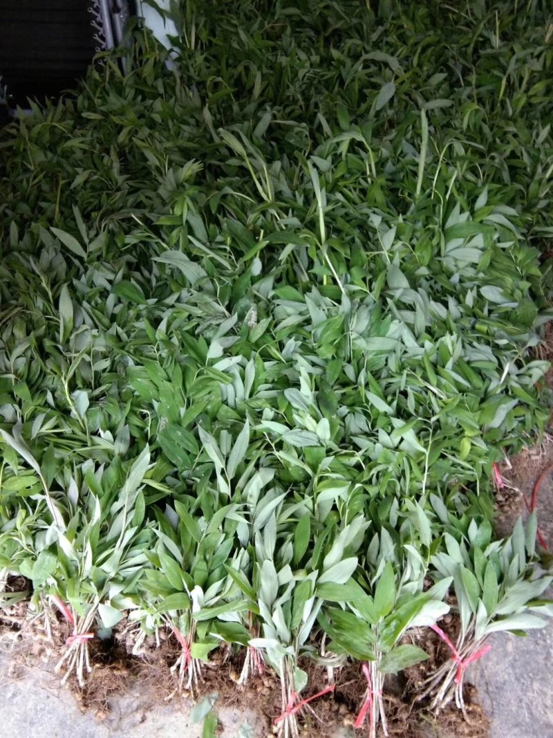药材种苗
