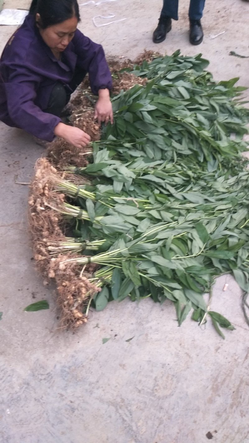 药材种苗