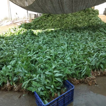 药材种苗