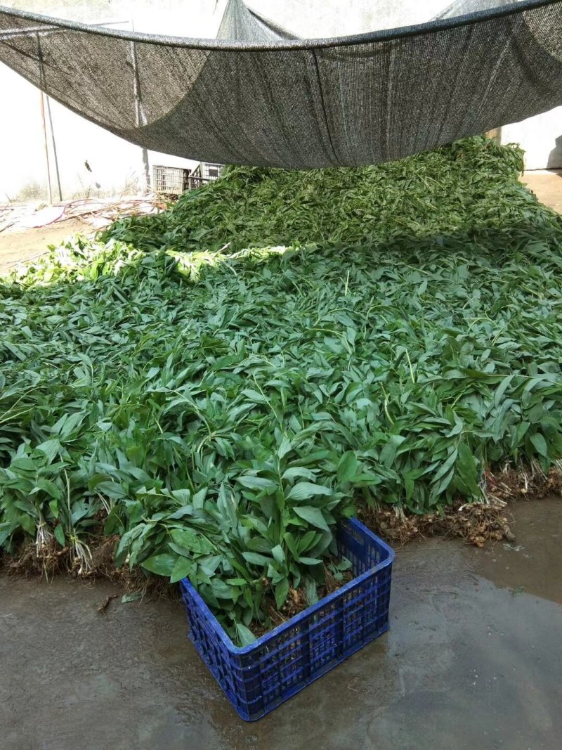 药材种苗