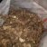 药材种苗