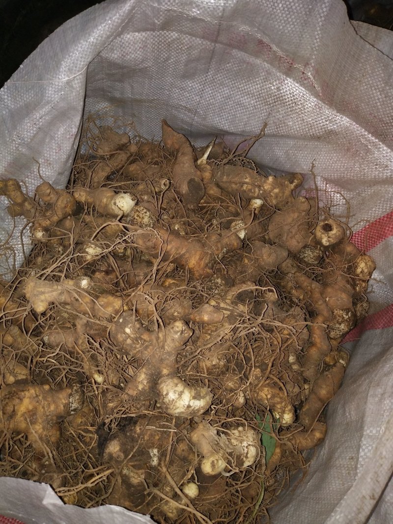 药材种苗