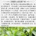 品舌2020年新茶太平猴魁500g散茶