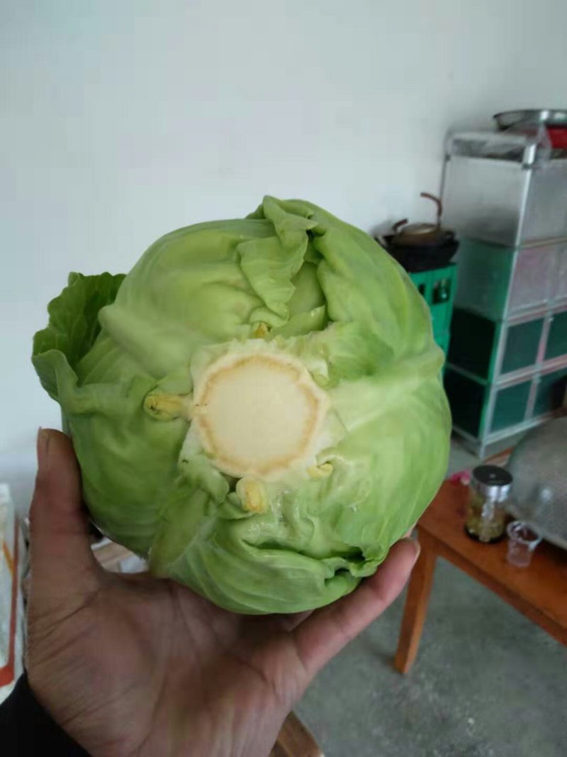 中后期比久三八甘蓝，质量好！