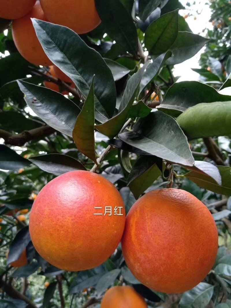 秭归，奉节脐橙