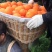 秭归，奉节脐橙