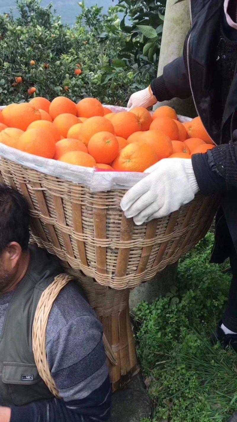 秭归，奉节脐橙