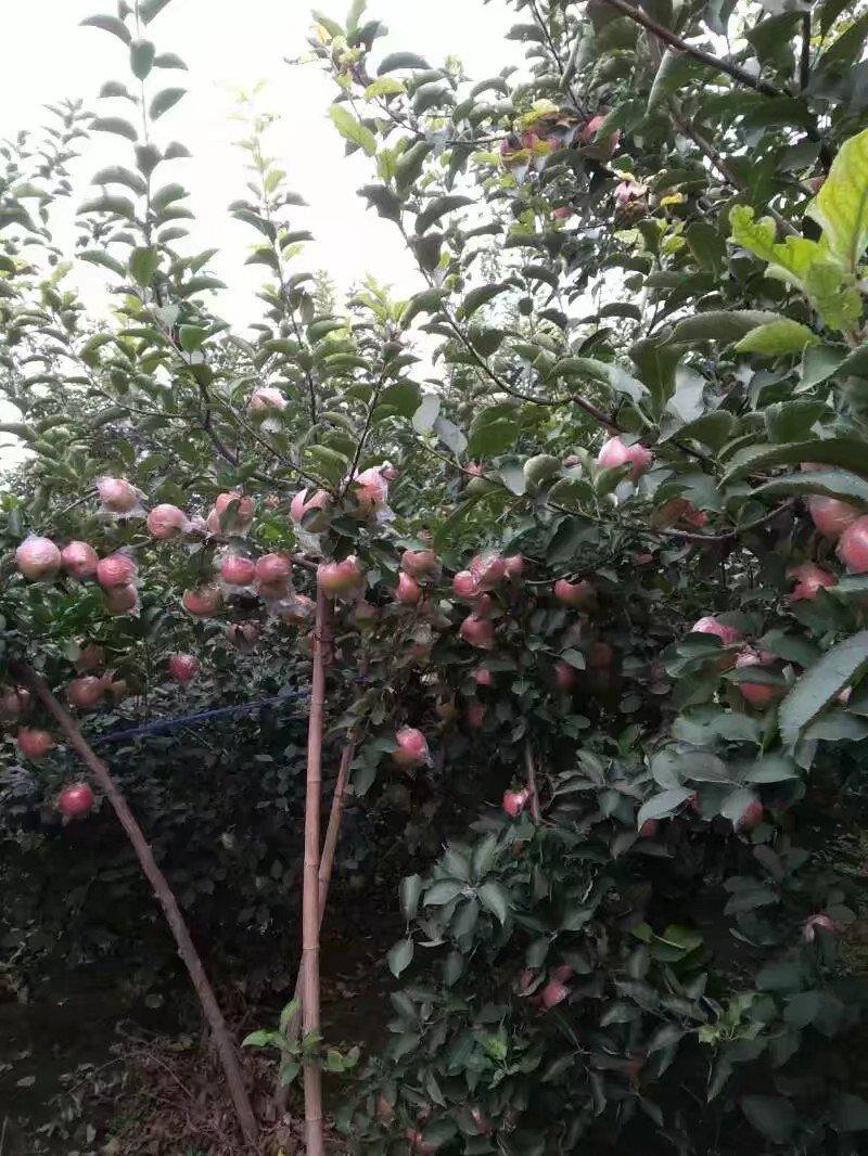 斗南苹果大量供应，果面干净颜色红，鲜果库存果都有！