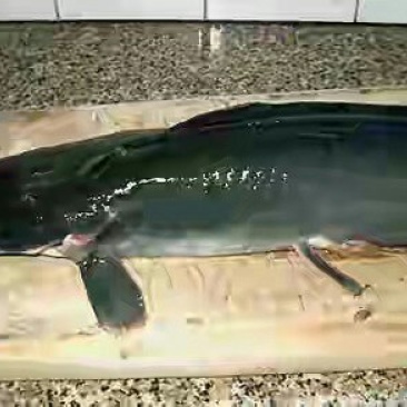 埃及鲶鱼